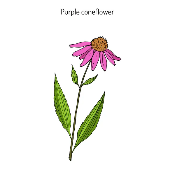 Coneflower roxo echinacea purpurea, planta medicinal — Vetor de Stock