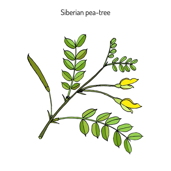 Siperianherneenruoska karagaani arborescens — vektorikuva