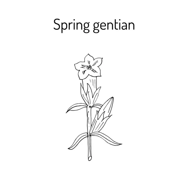 Lente gentiaan gentiaan verna — Stockvector