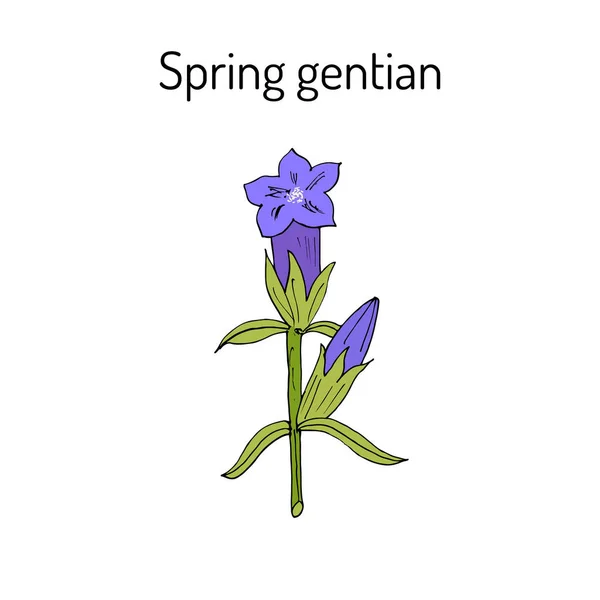 Primavera gentian gentiana verna — Vector de stock