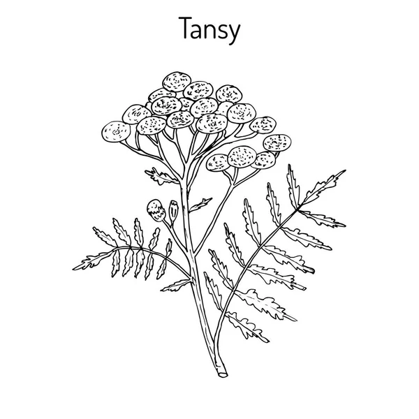 Tanaceto Tanacetum vulgare — Vector de stock