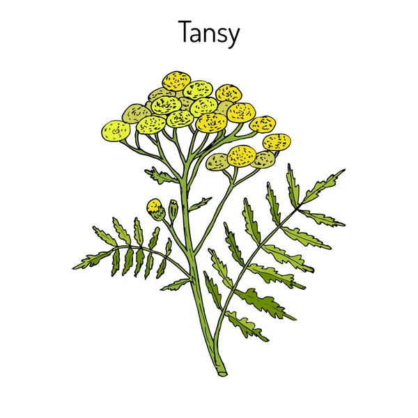 Tanacetum vulgare, o tanaceto común — Vector de stock