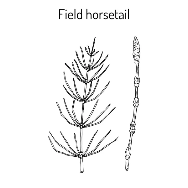 Field Horsetail or Equisetum arvense — Stock Illustration Field Horsetail or Equisetum arvense Royalty Free Stock Illustrations