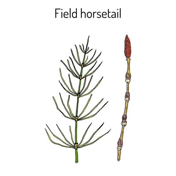 Field Horsetail or Equisetum arvense — Stock Illustration Field Horsetail or Equisetum arvense Vector Graphics