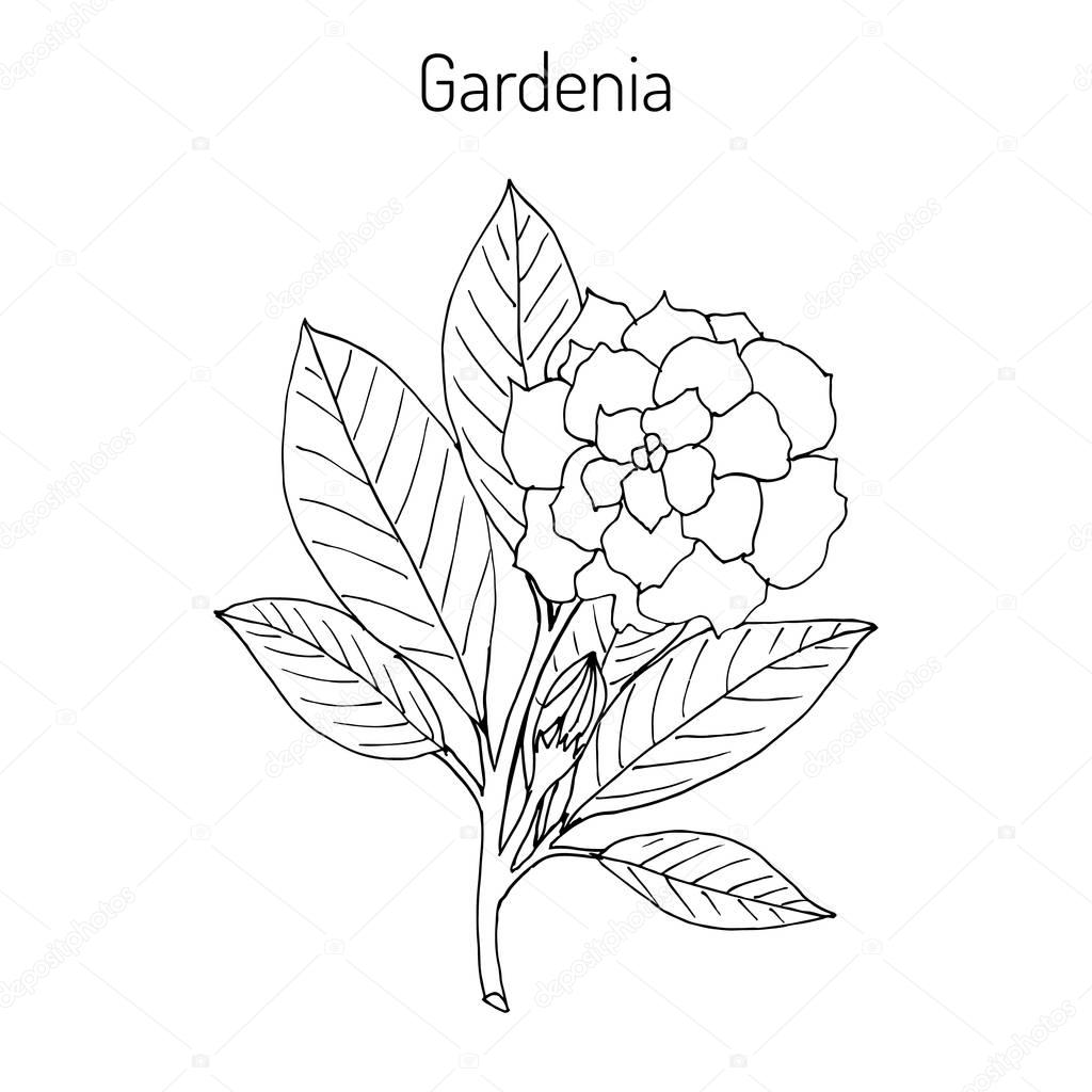 Gardenia jasminoides, gardenia