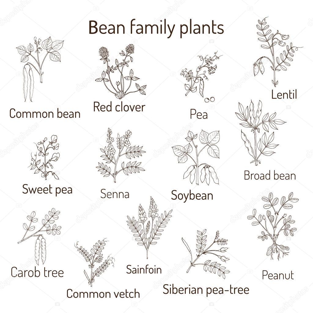 Bean family plants collection