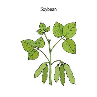 Soya elle çizilmiş illüstrasyon