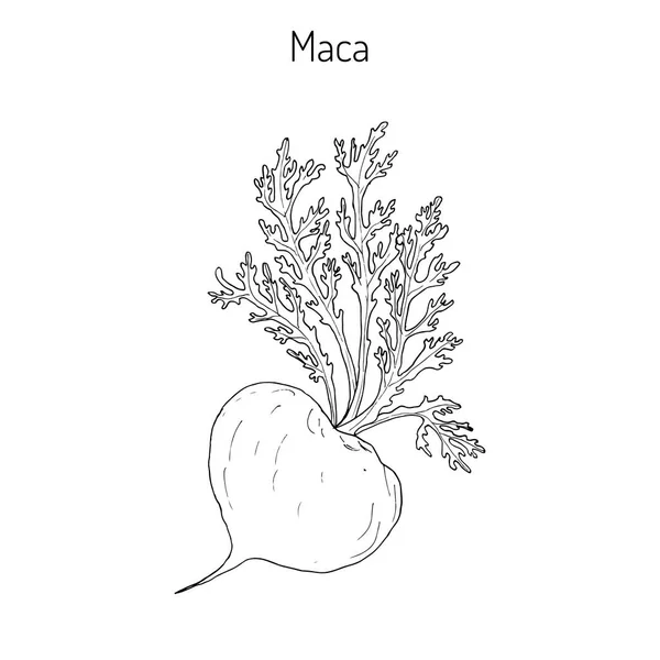 Maca Lepidium meyenii superalimento peruano . — Vector de stock