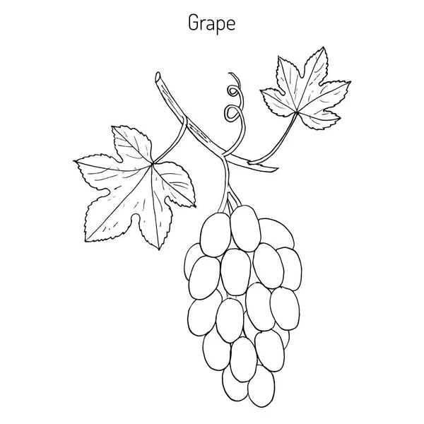 共通のブドウツル — ストックベクタ