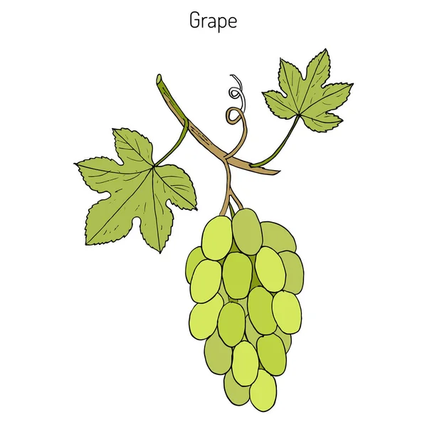 Common grape vine — Stock Vector