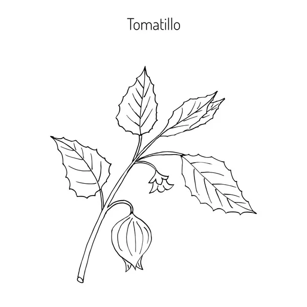 Tomatillo Physalis philadelphica — Vector de stock
