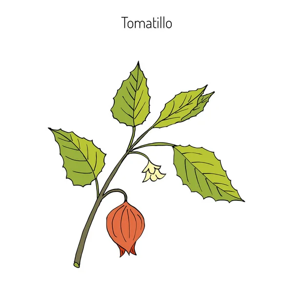 Tomatillo Physalis philadelphica — Vetor de Stock