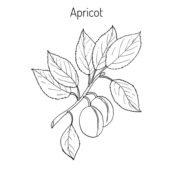 Абрикосова гілка ручної роботи — стоковий вектор