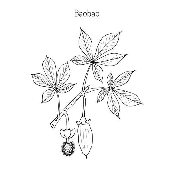 Baobab Adansonia digitata — Vetor de Stock