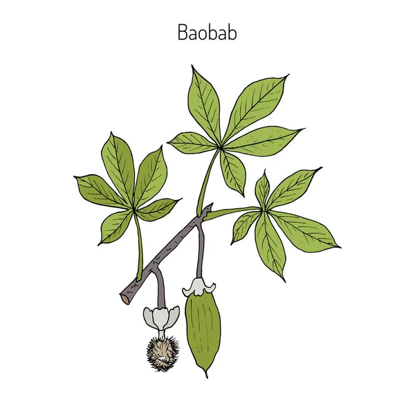 Baobab Adansonia digitata — 图库矢量图片