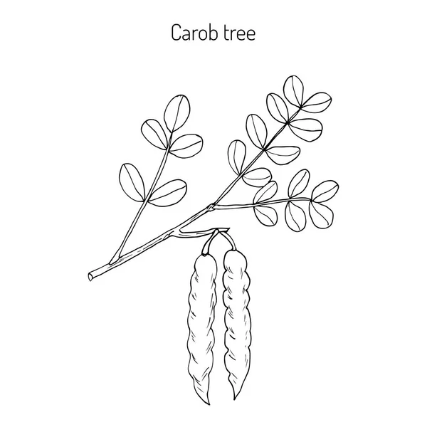 Eratonia siliqua de alfarroba — Vetor de Stock