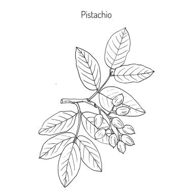 Pistachio or Pistacia vera clipart