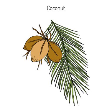 Hindistan cevizi Cocos nucifera