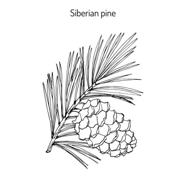 Pinus sibirica, or Siberian pine clipart