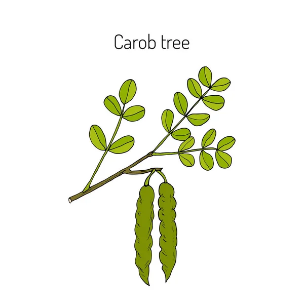 Algarrobo eratonia siliqua — Vector de stock