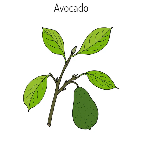 Avokado eller alligator päron — Stock vektor