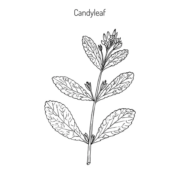 Stevia, plante à feuilles sucrées — Image vectorielle