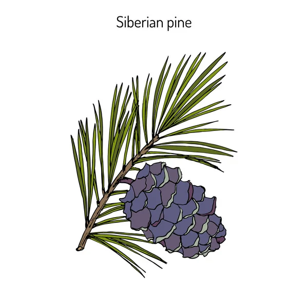 Pinus sibirica, o pino siberiano — Vector de stock