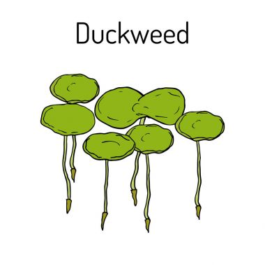 Duckweed lemna minör, su tesisi