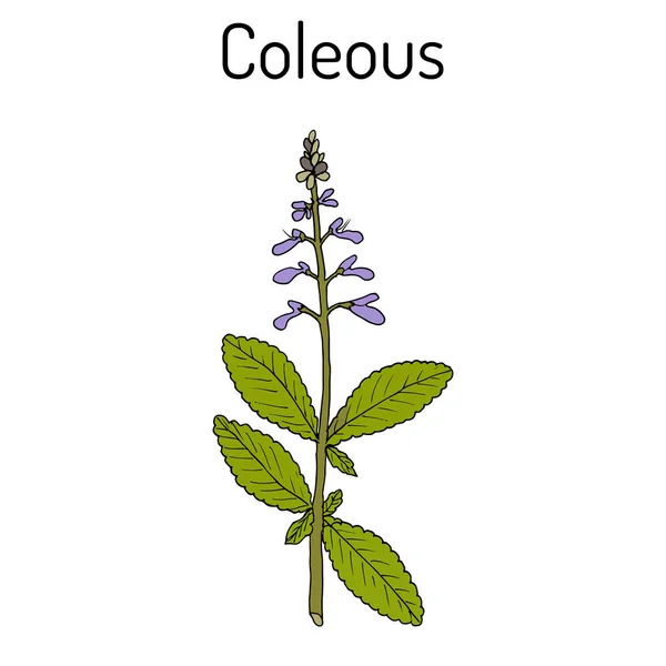 Coleo indio Plectranthus barbatus, o forskohlii. planta medicinal — Vector de stock