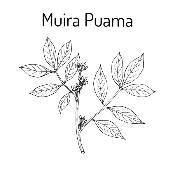 Muira Puama Ptychopetalum olacoides, ou madeira Potency, planta medicinal — Vetor de Stock