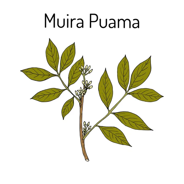 Muira Puama Ptychopetalum olacoides, o Legno di potenza, pianta medicinale — Vettoriale Stock