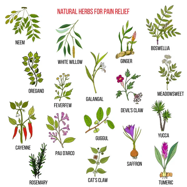 Ağrı için en iyi doğal otlar.