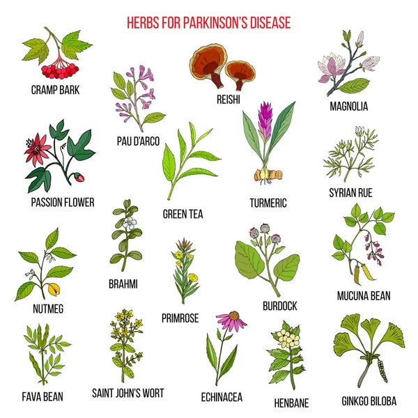 Las mejores hierbas naturales para la enfermedad de Parkinson — Vector de stock