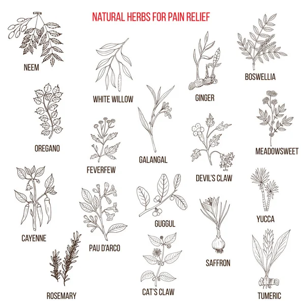 Las mejores hierbas naturales para aliviar el dolor . — Archivo Imágenes Vectoriales