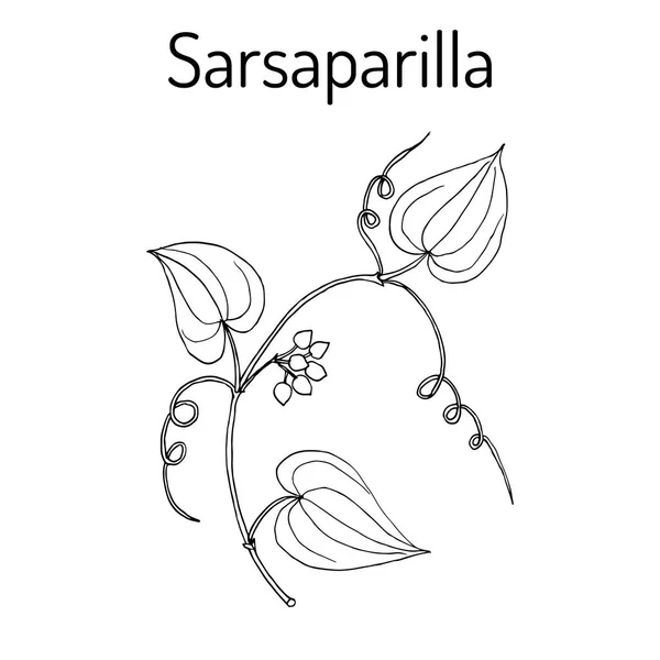 Sarsaparilla Smilax ornata, videira à direita — Vetor de Stock