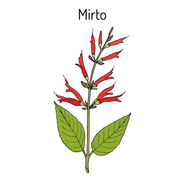 Mirto Salvia elegans, лекарственное растение — стоковый вектор
