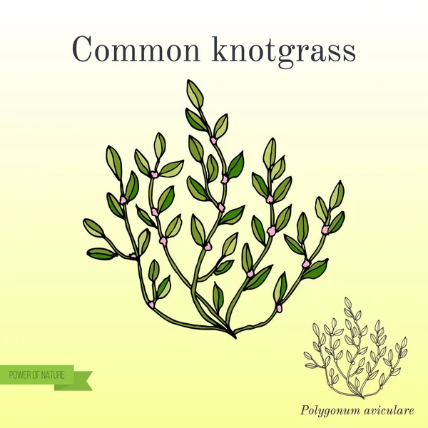 Polygonum aviculare o hierba nodular común — Archivo Imágenes Vectoriales