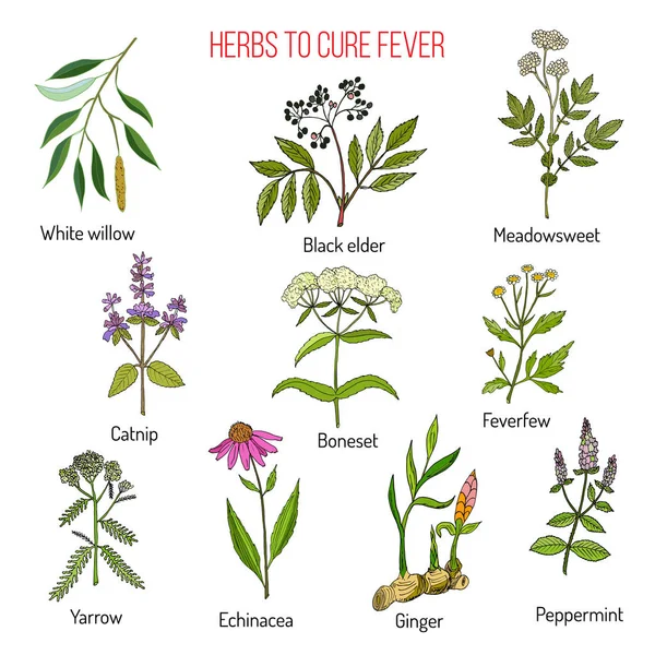 Herbs for fever cure — Stock Vector