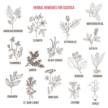 Herbal remedies for sciatica. clipart