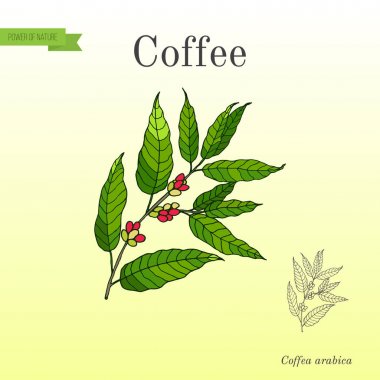 kahve ağacı dalı