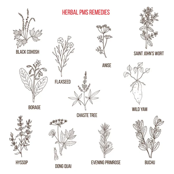 Remèdes à base de plantes pour les SPM — Image vectorielle