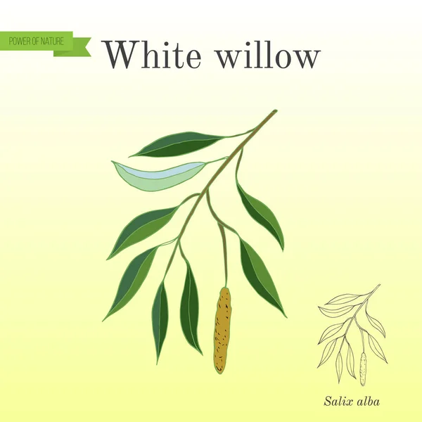 White willow branch — Stock Vector