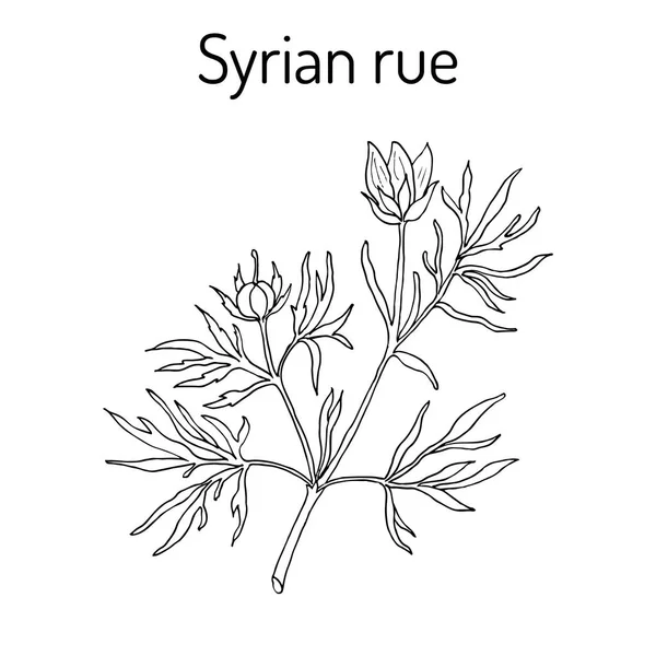 Syrská rue mnohodílné – Peganum harmala, léčivé rostliny — Stockový vektor