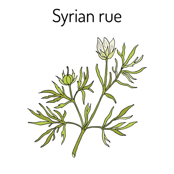 Syrian rue Peganum harmala, planta medicinal — Archivo Imágenes Vectoriales