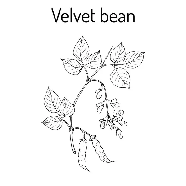 Haricot velours Mucuna pruriens, plante médicinale . — Image vectorielle