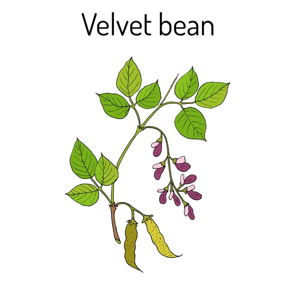 Haricot velours Mucuna pruriens, plante médicinale . — Image vectorielle