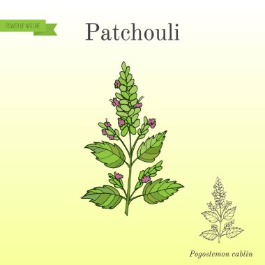Silhat Pogostemon cablin, aynı zamanda patchouly veya pachouli - aromatik ve tıbbi bitki