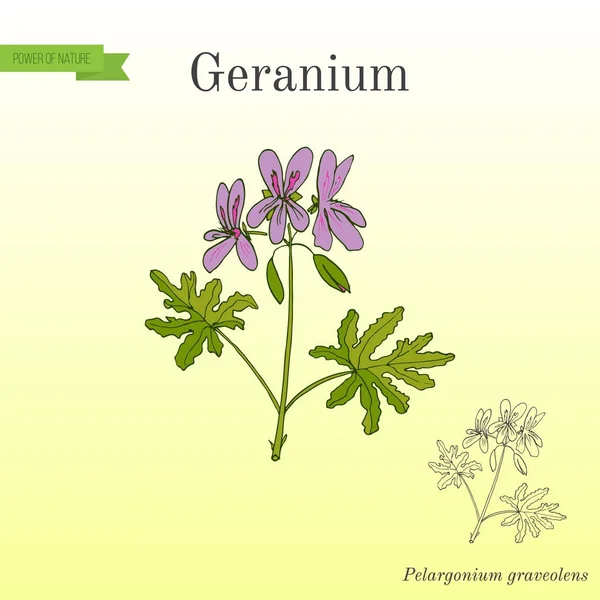 stock vector Geranium or Pelargonium, medicinal and aromatic plant