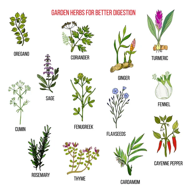 Best garden herbs for better digestion — Stock Vector