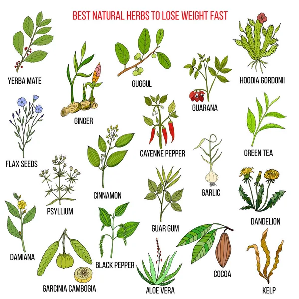 Las mejores hierbas naturales para perder peso rápido — Vector de stock